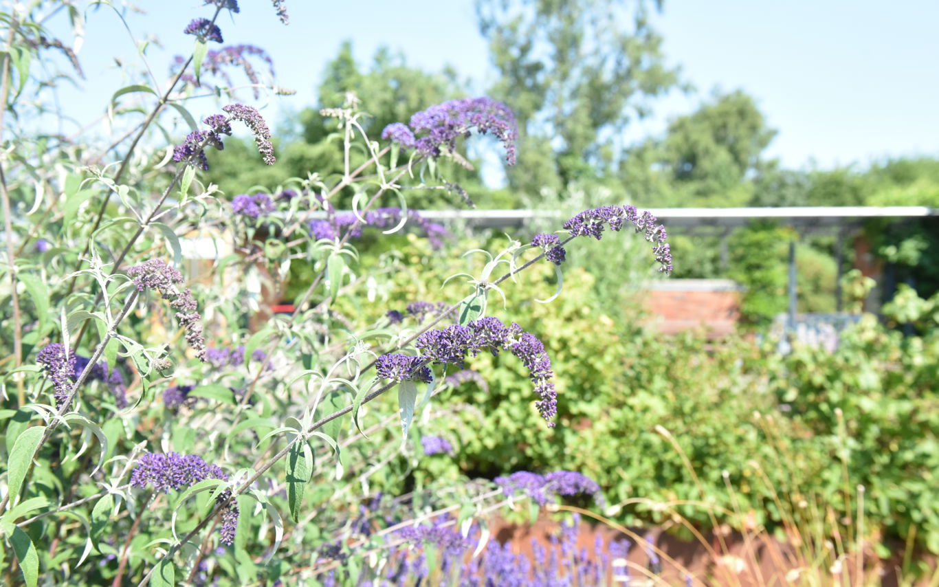 Blomster i Svaleparken