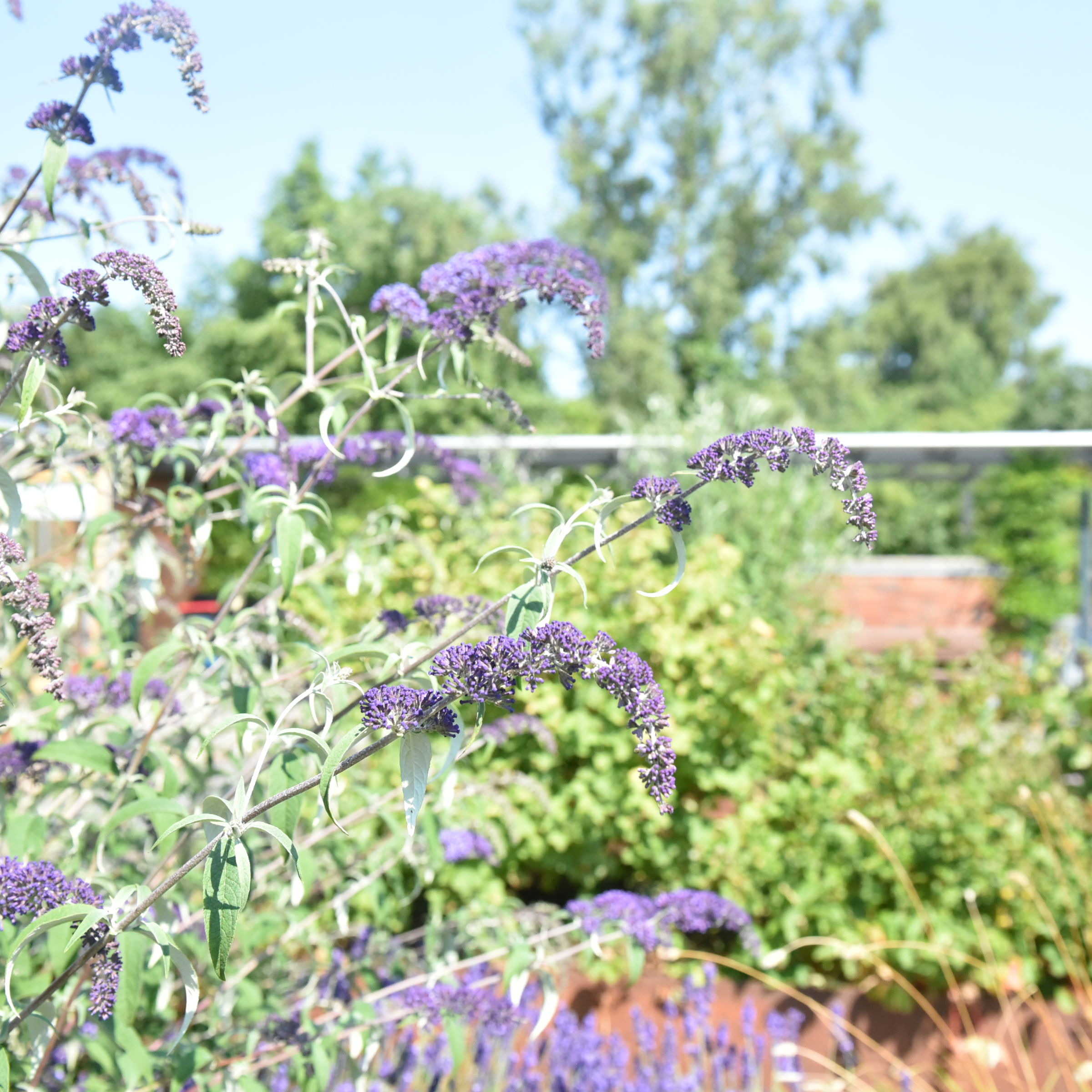 Blomster i Svaleparken