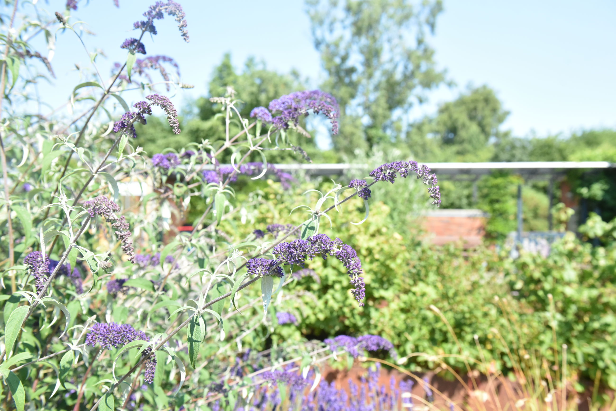 Blomster i Svaleparken