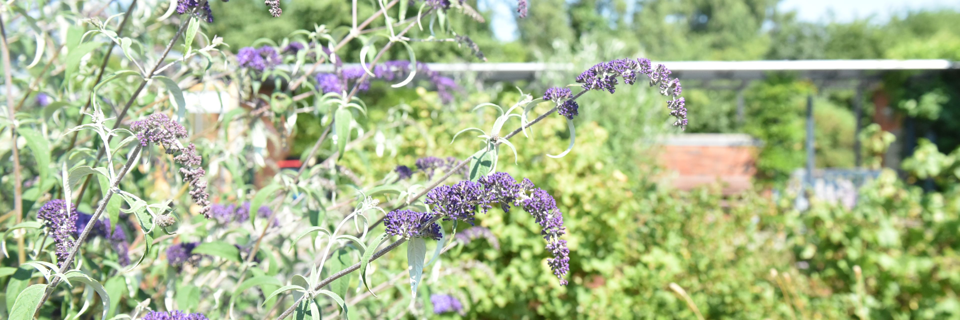 Blomster i Svaleparken