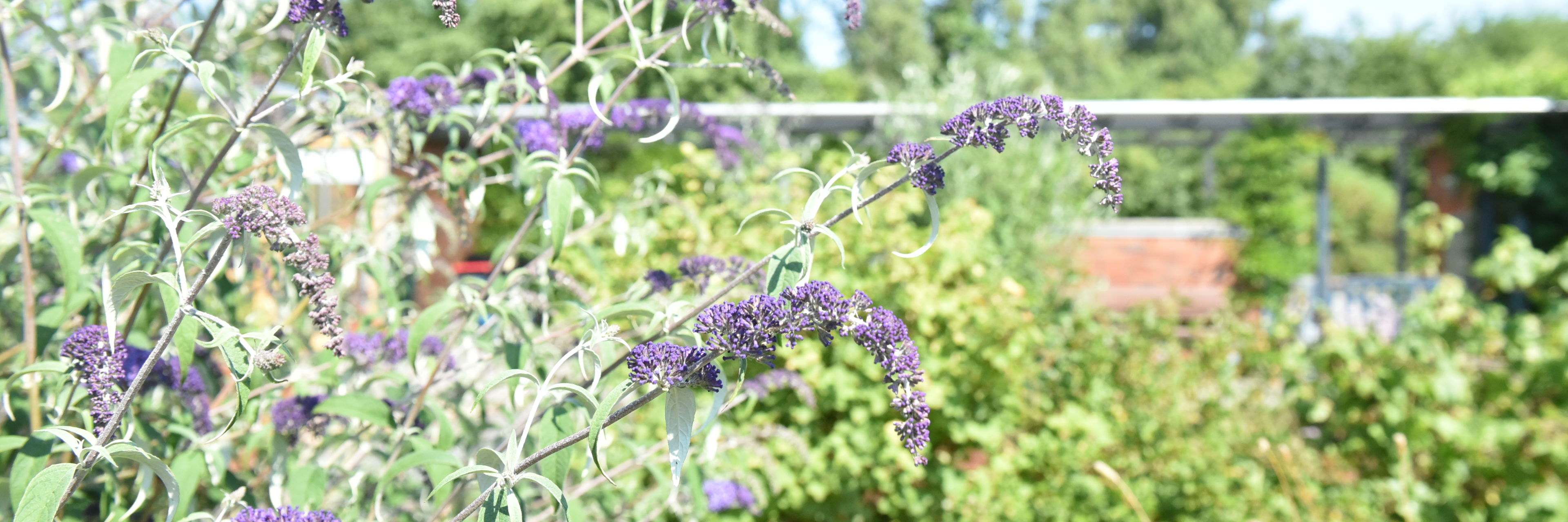 Blomster i Svaleparken